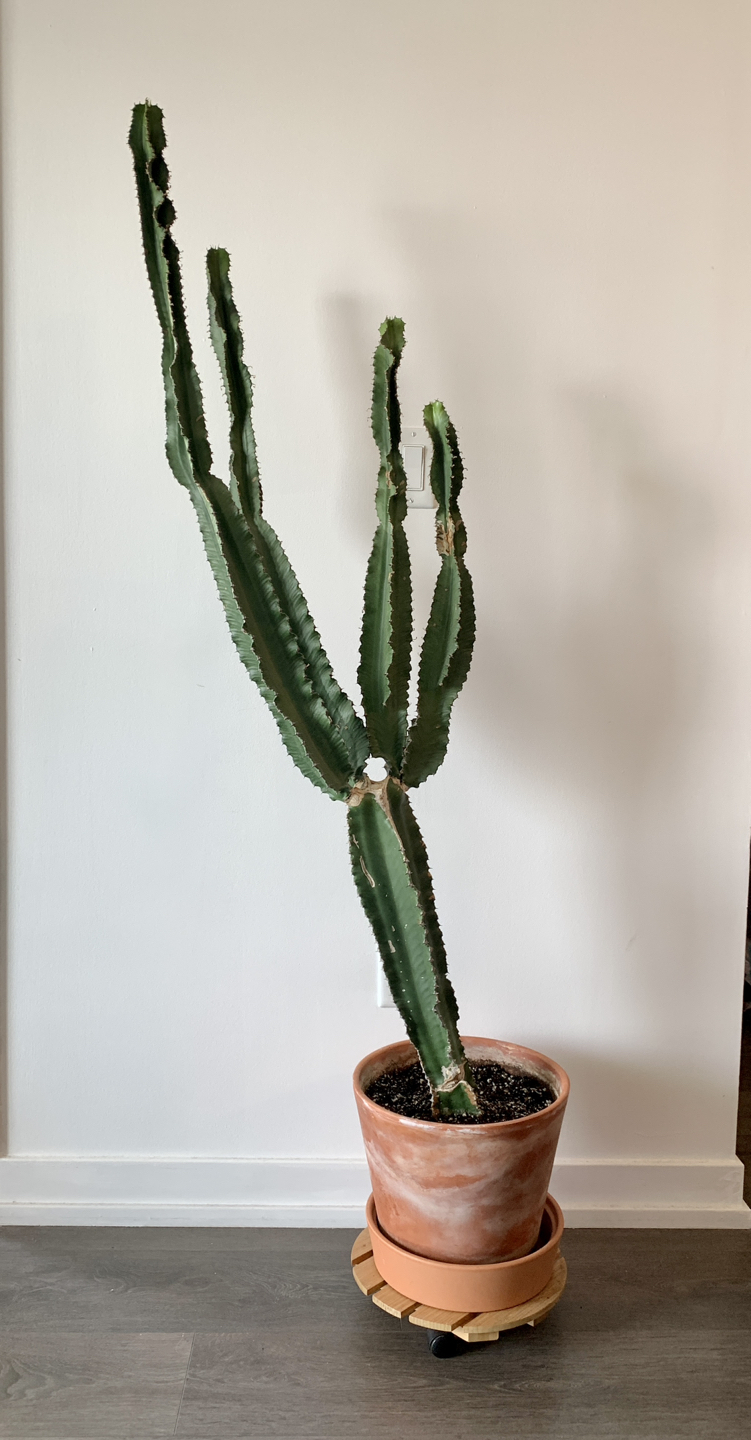 African milk tree / Euphorbia trigona thumbnail