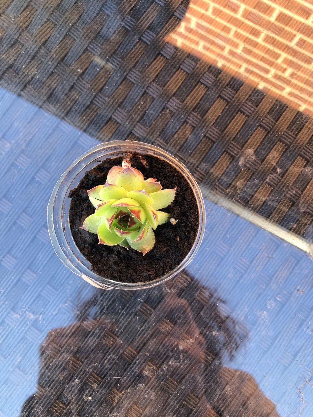 Succulents - photo 2