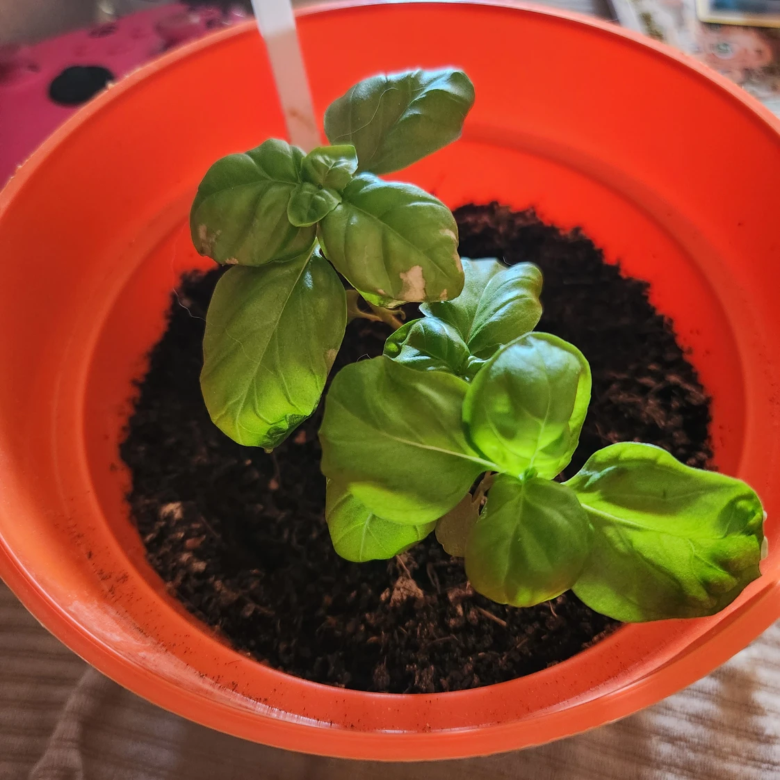 basil plant thumbnail