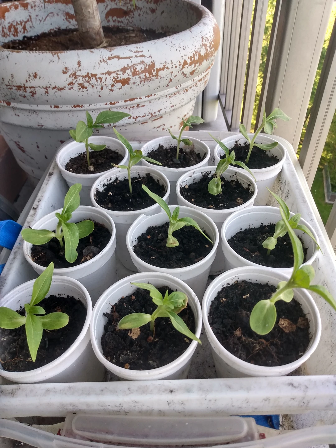 🌻 sunflower  $2for4 BEAUTIFUL WAY to brighten...... thumbnail