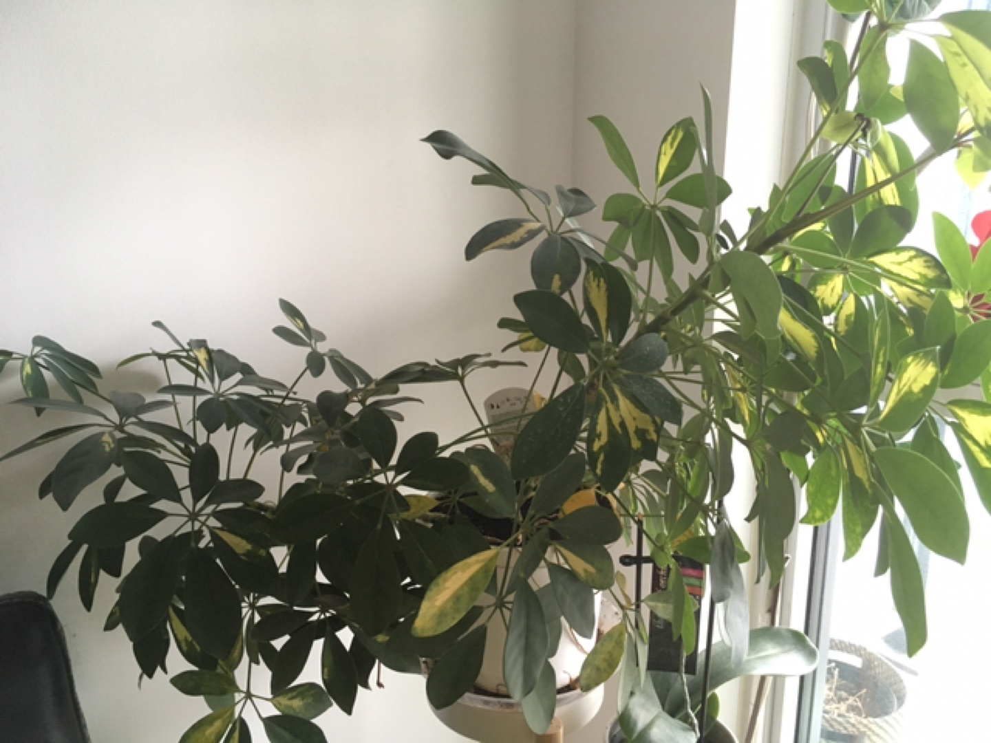 Large Schefflera thumbnail