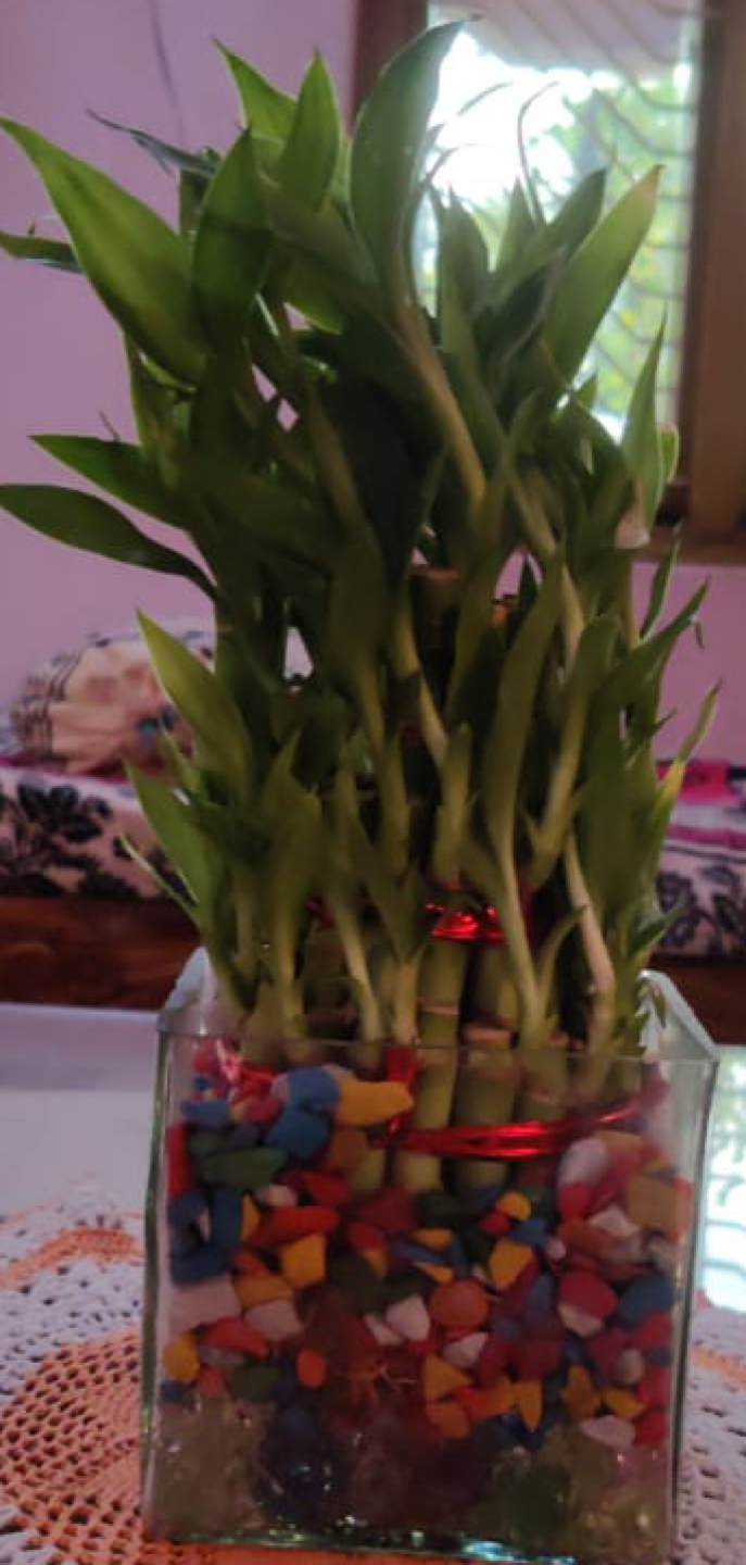 Plant