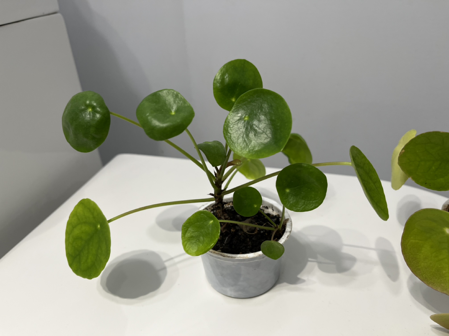 Day 4 🌱 pilea plant