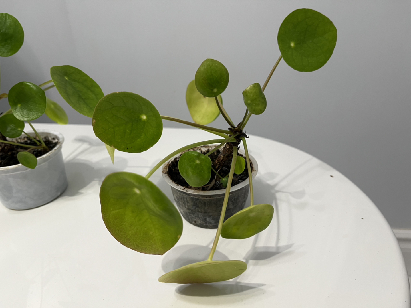 Day 4 🌱 pilea plant - photo 3