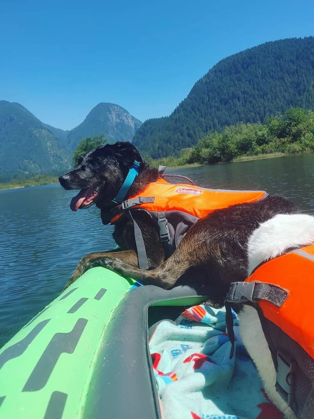 Coleman Dog Life Jacket - Size Large