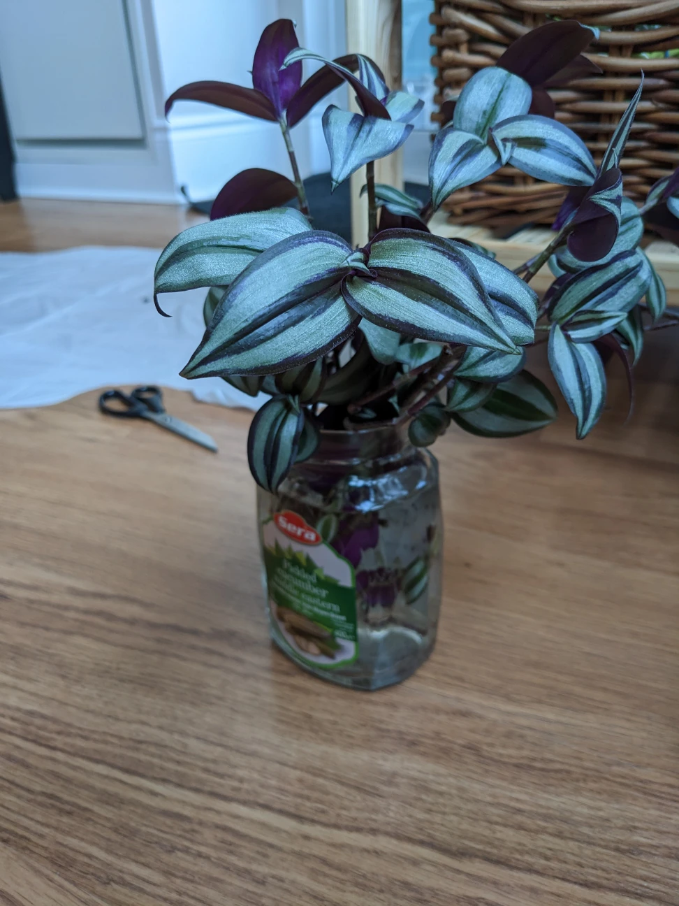 inch plant roots