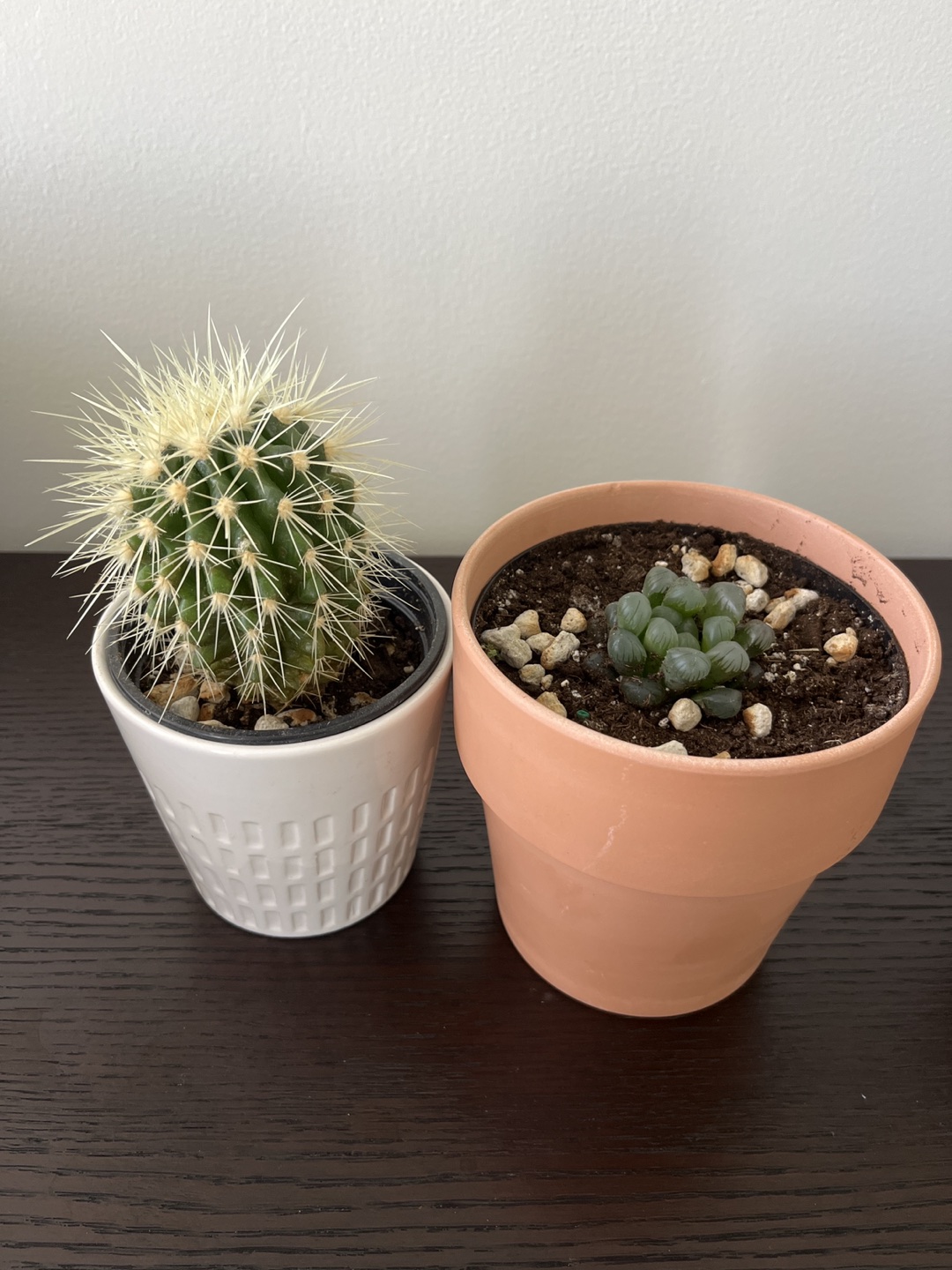 Two plants in the pots for sale. $10.00 thumbnail