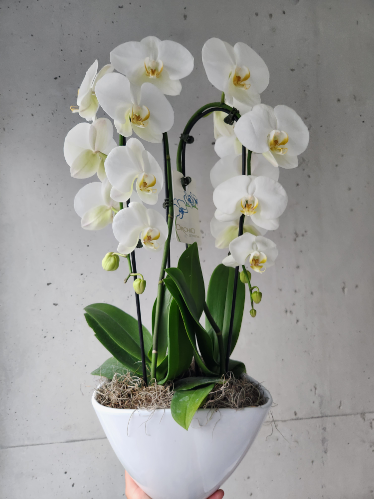 white orchid plant thumbnail