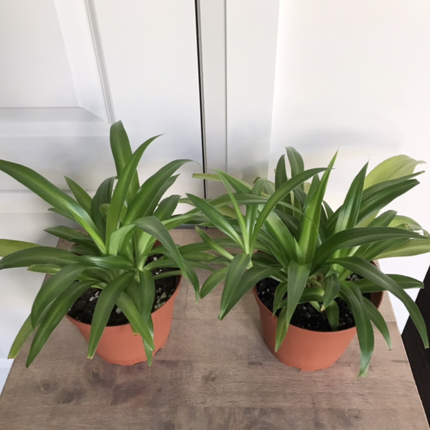 6” spider plants thumbnail