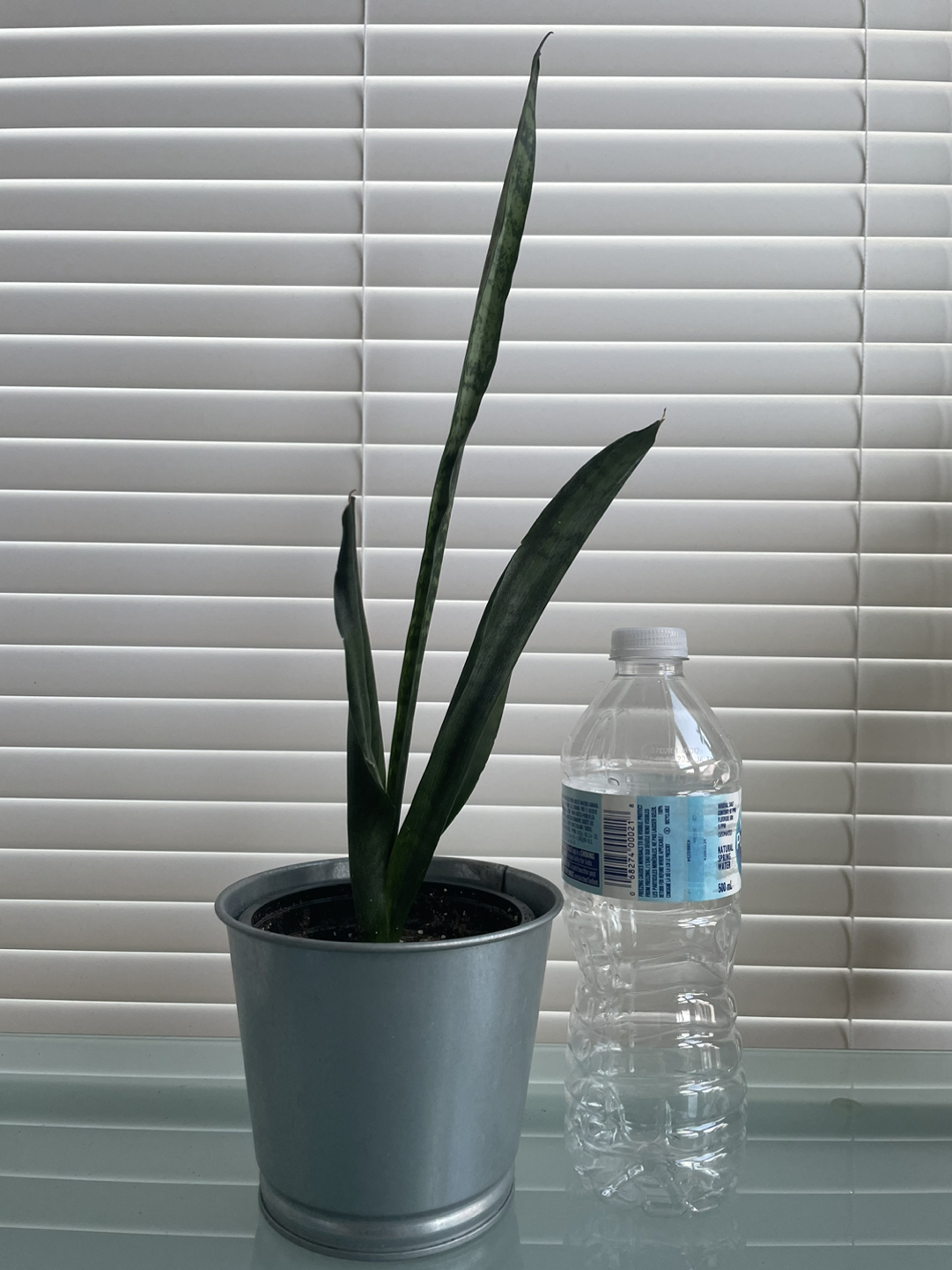 Snake Plant thumbnail