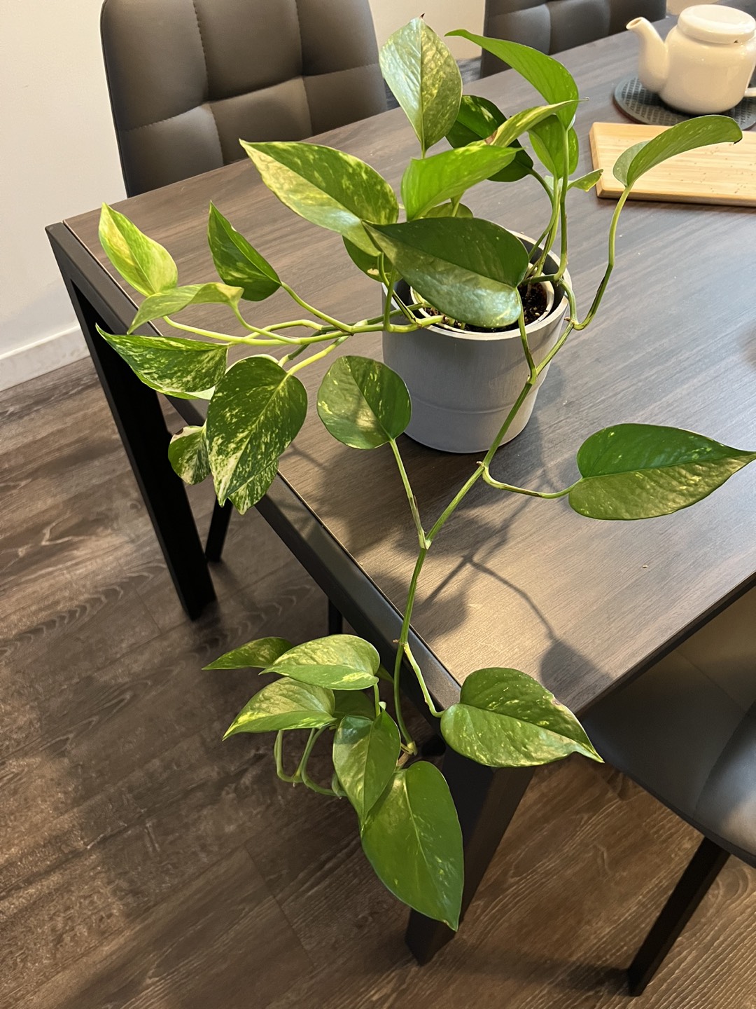 Plants (3 plants) - photo 4