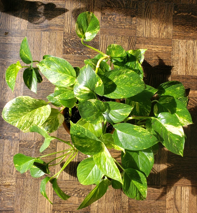 Golden pothos (Money plant) - photo 2