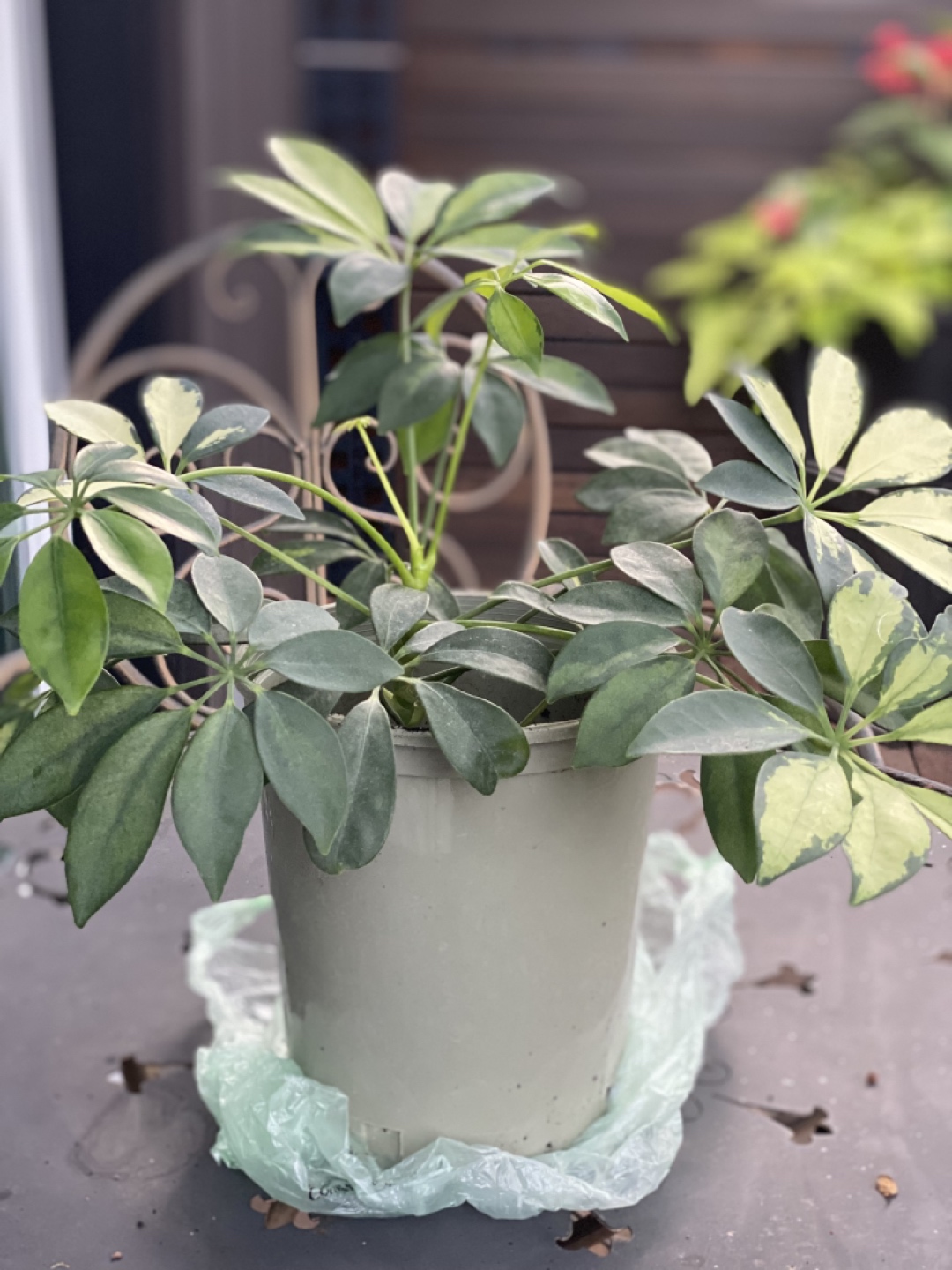 Variegated Schefflera (umbrella) plant