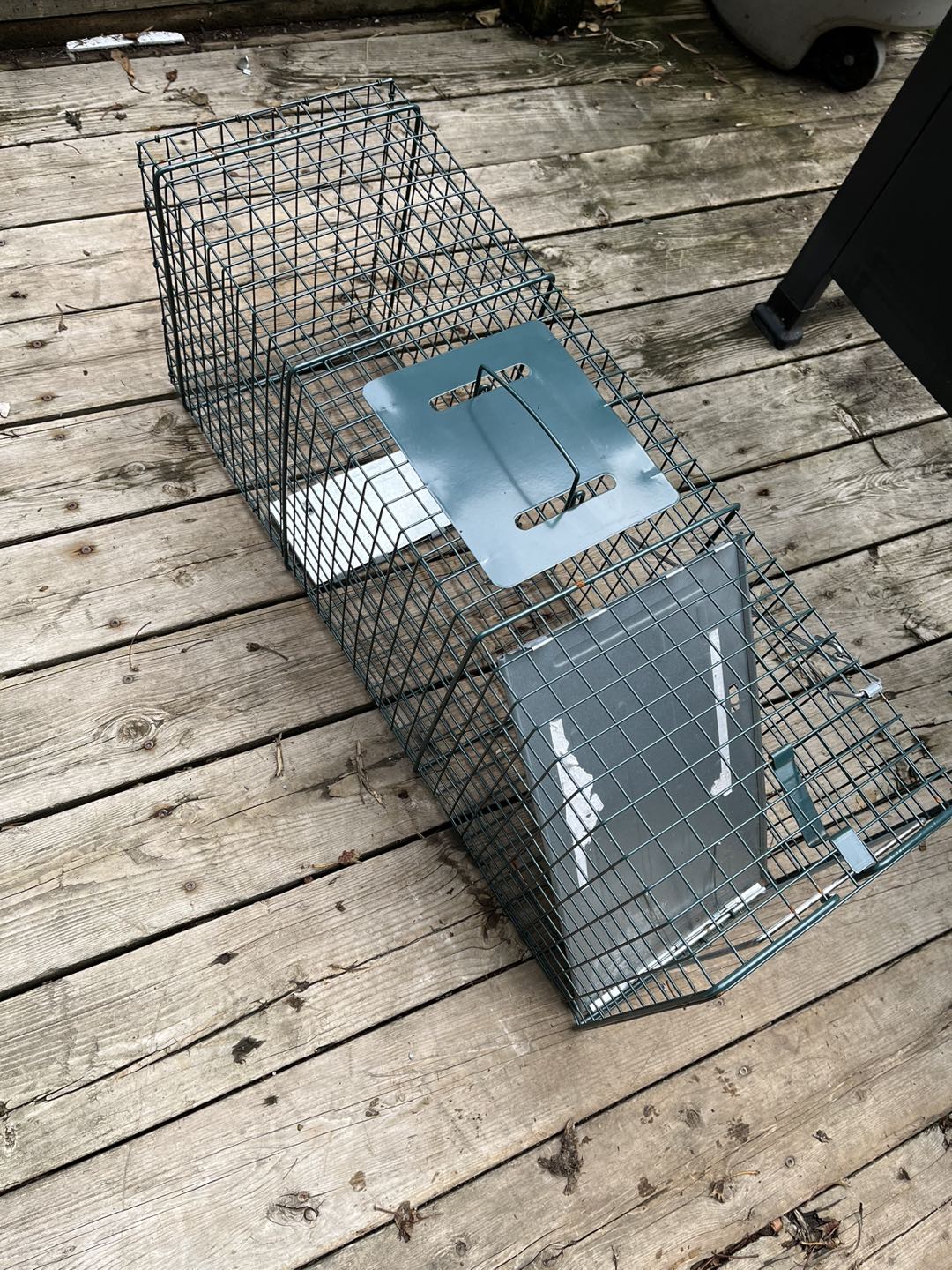 Animal Trap (Will work with Racoons)