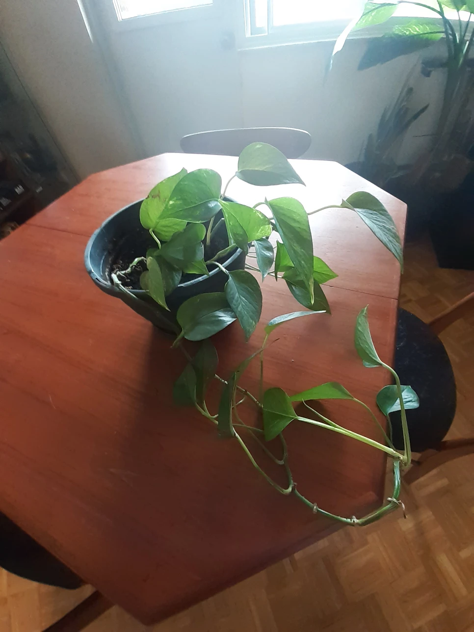 Pothos plant