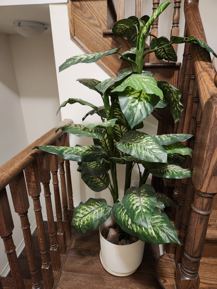  ARTIFICIAL  in DIEFFENBACHIA plant tree ~ 5 feet thumbnail