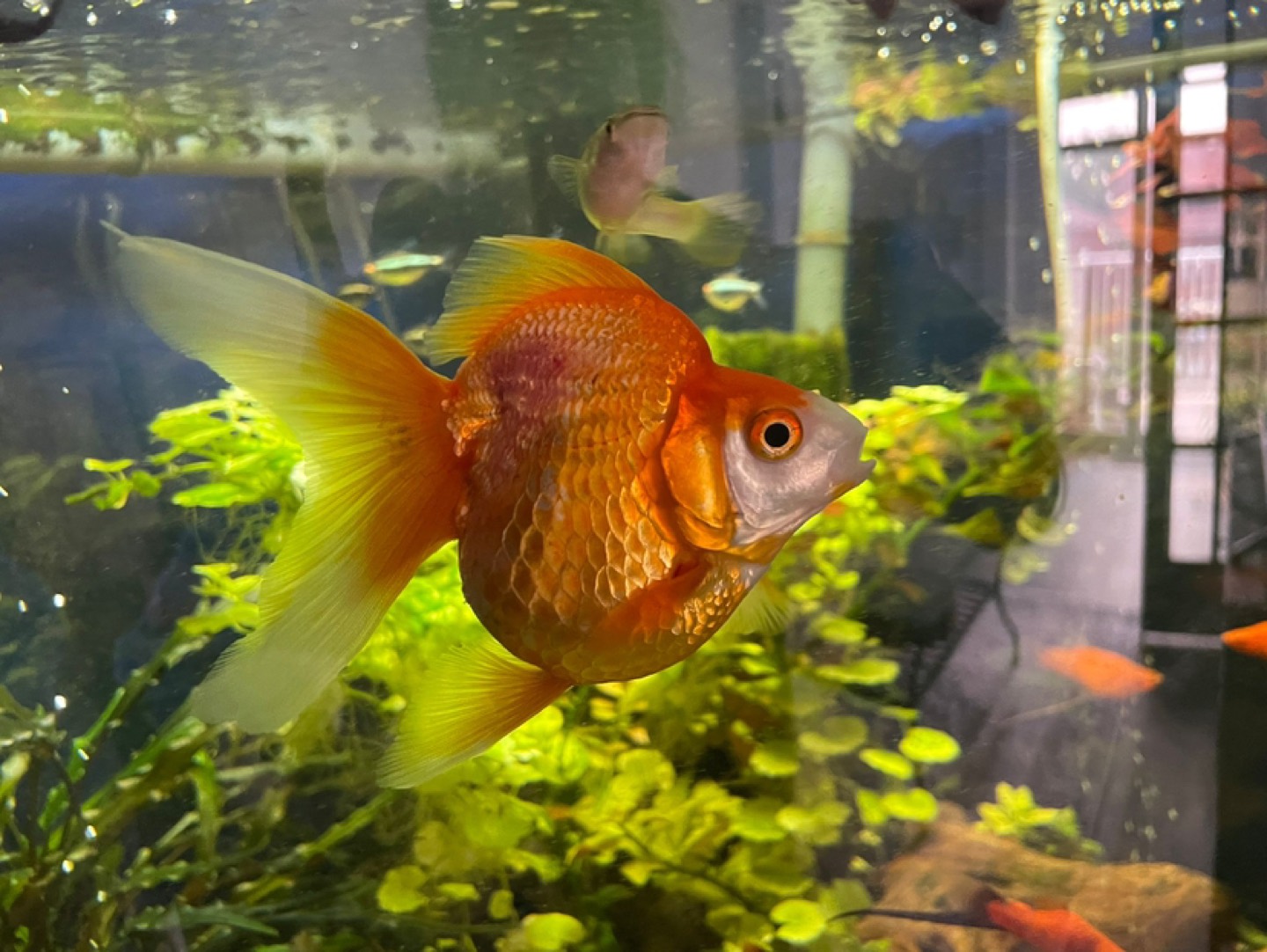 Gold Fish - Rehome