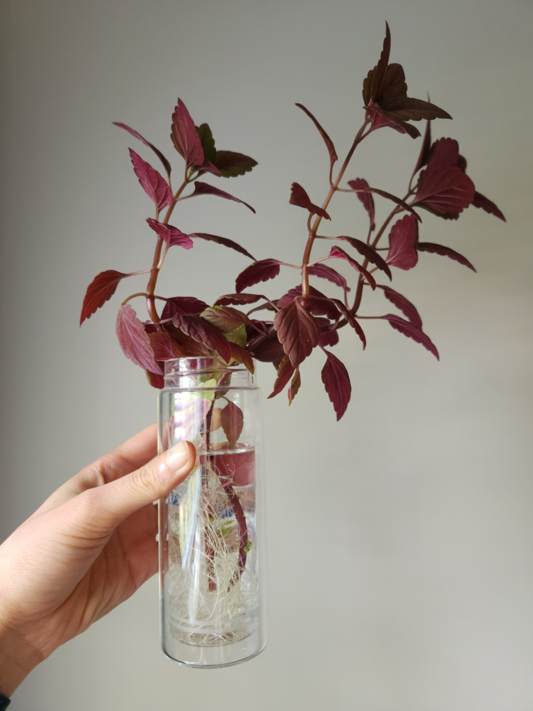 Coleus plant clippings