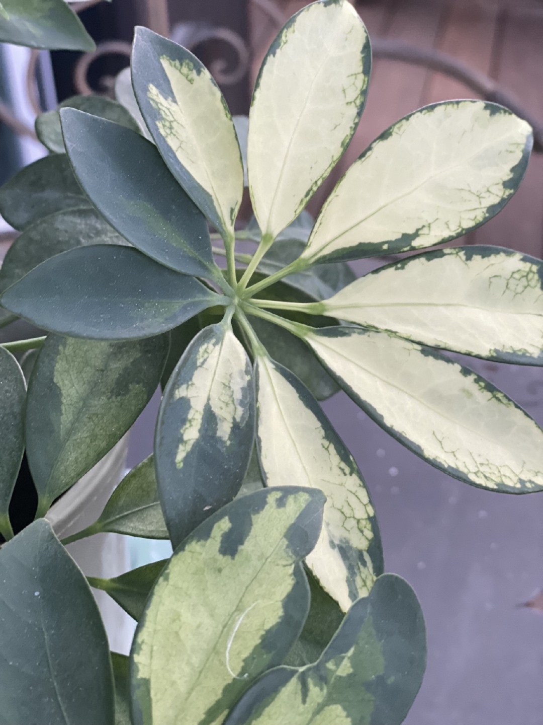 Variegated Schefflera (umbrella) plant - photo 4