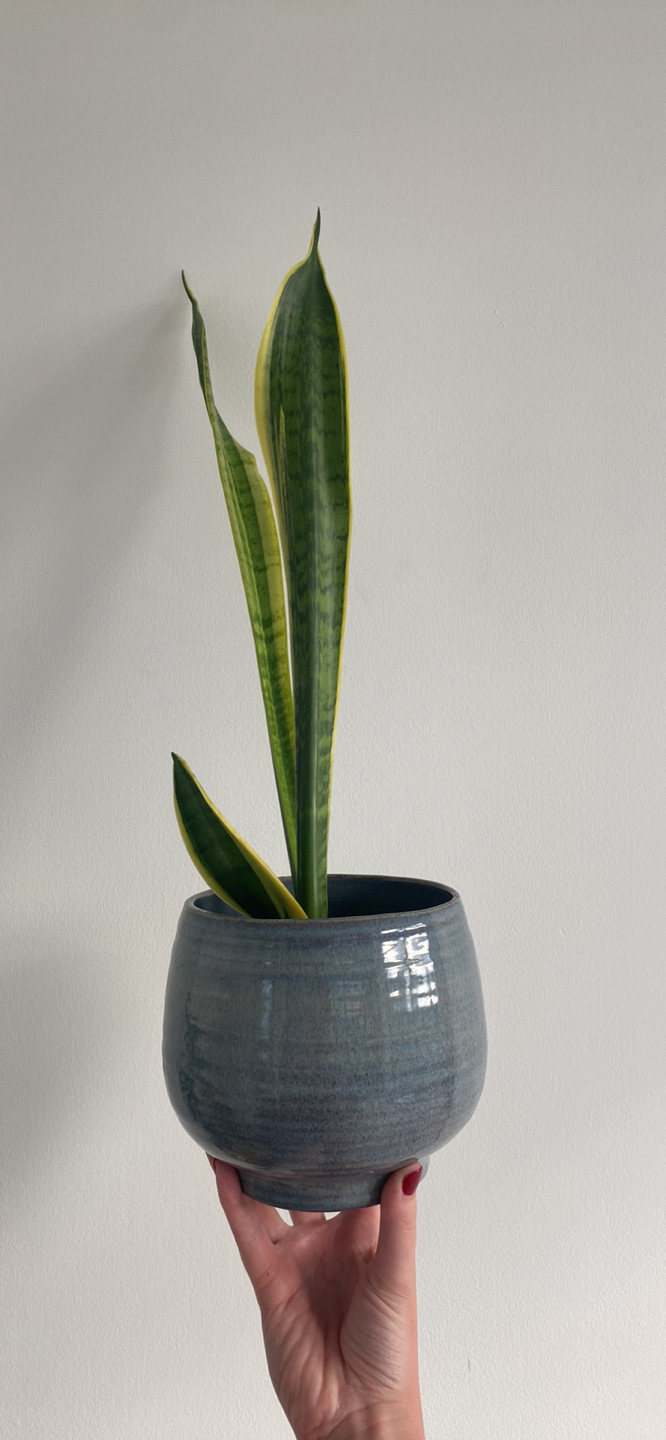 PLANTS! thumbnail