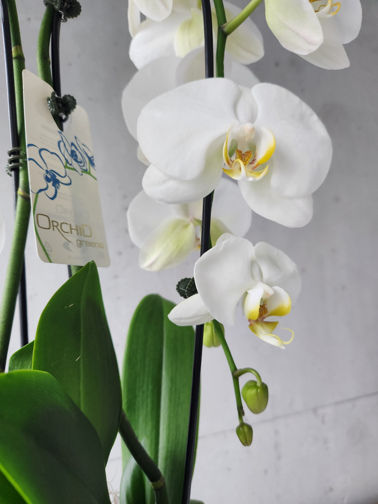 white orchid plant image indicator(2)