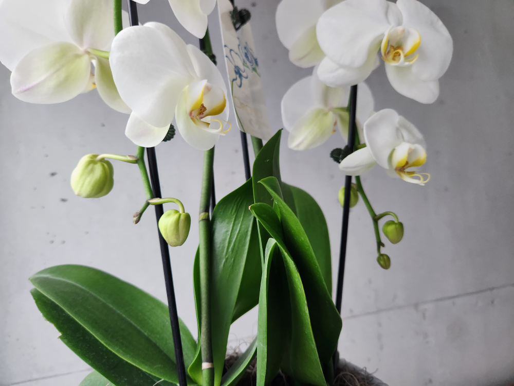 white orchid plant image indicator(3)