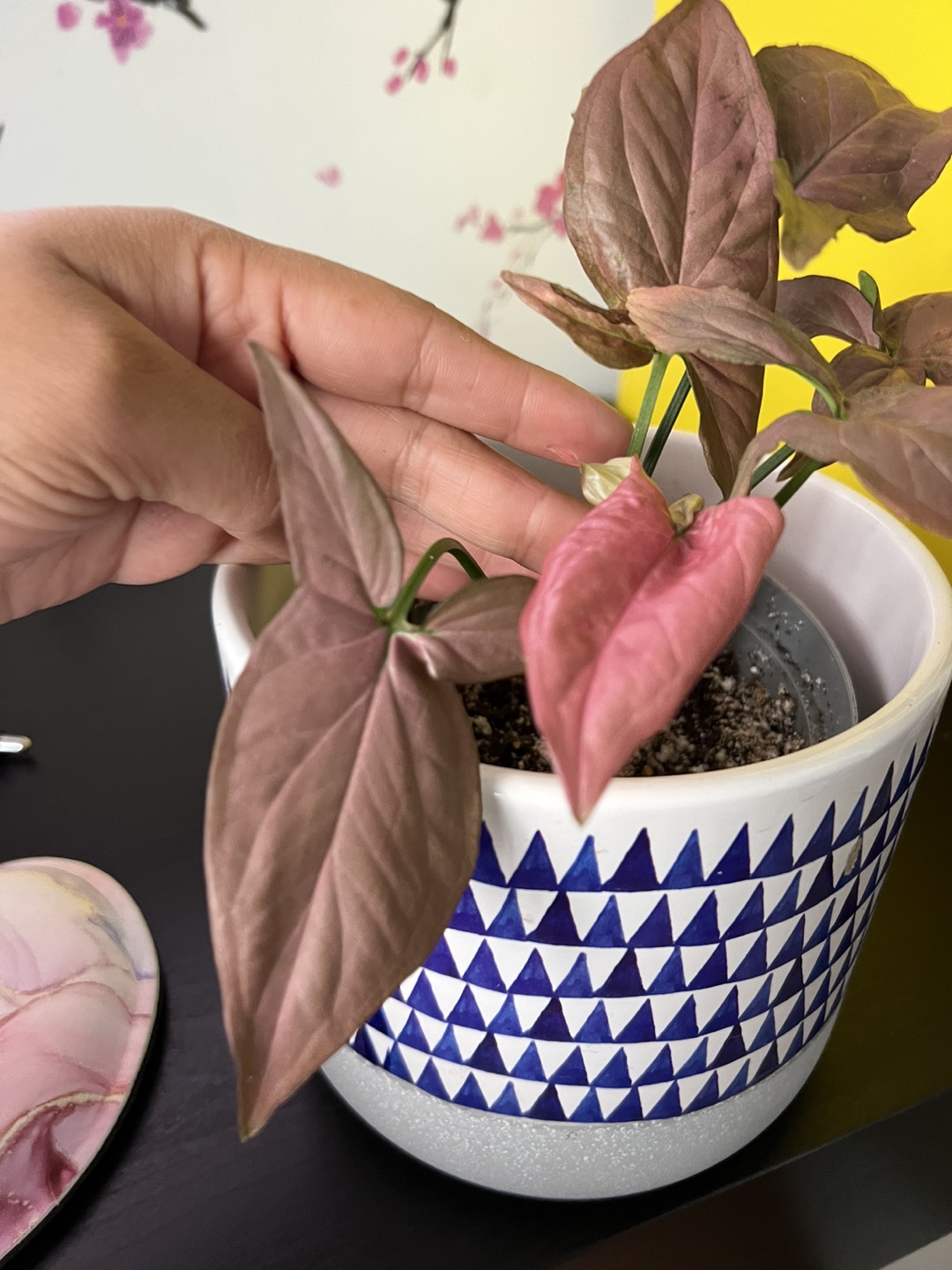 Syngonium 'Pink Splash' thumbnail