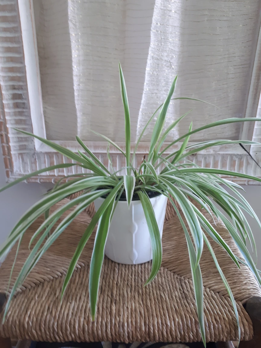 Plant + pot