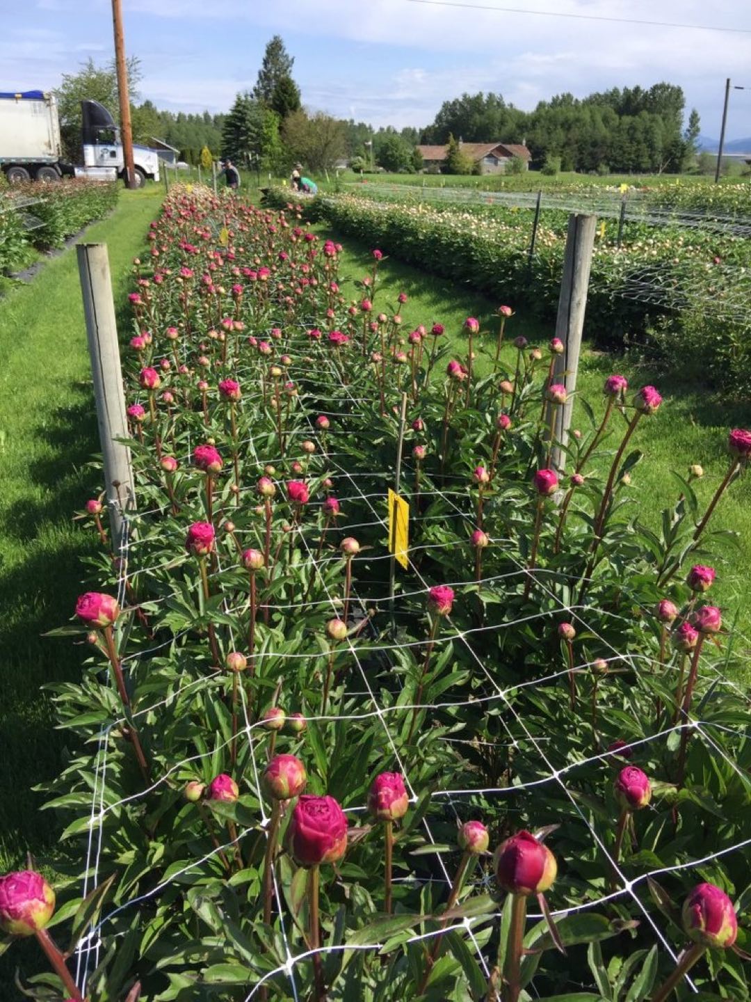 Trellis Netting (garden) - photo 3