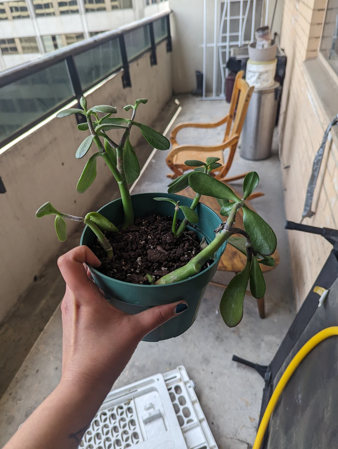 jade plant