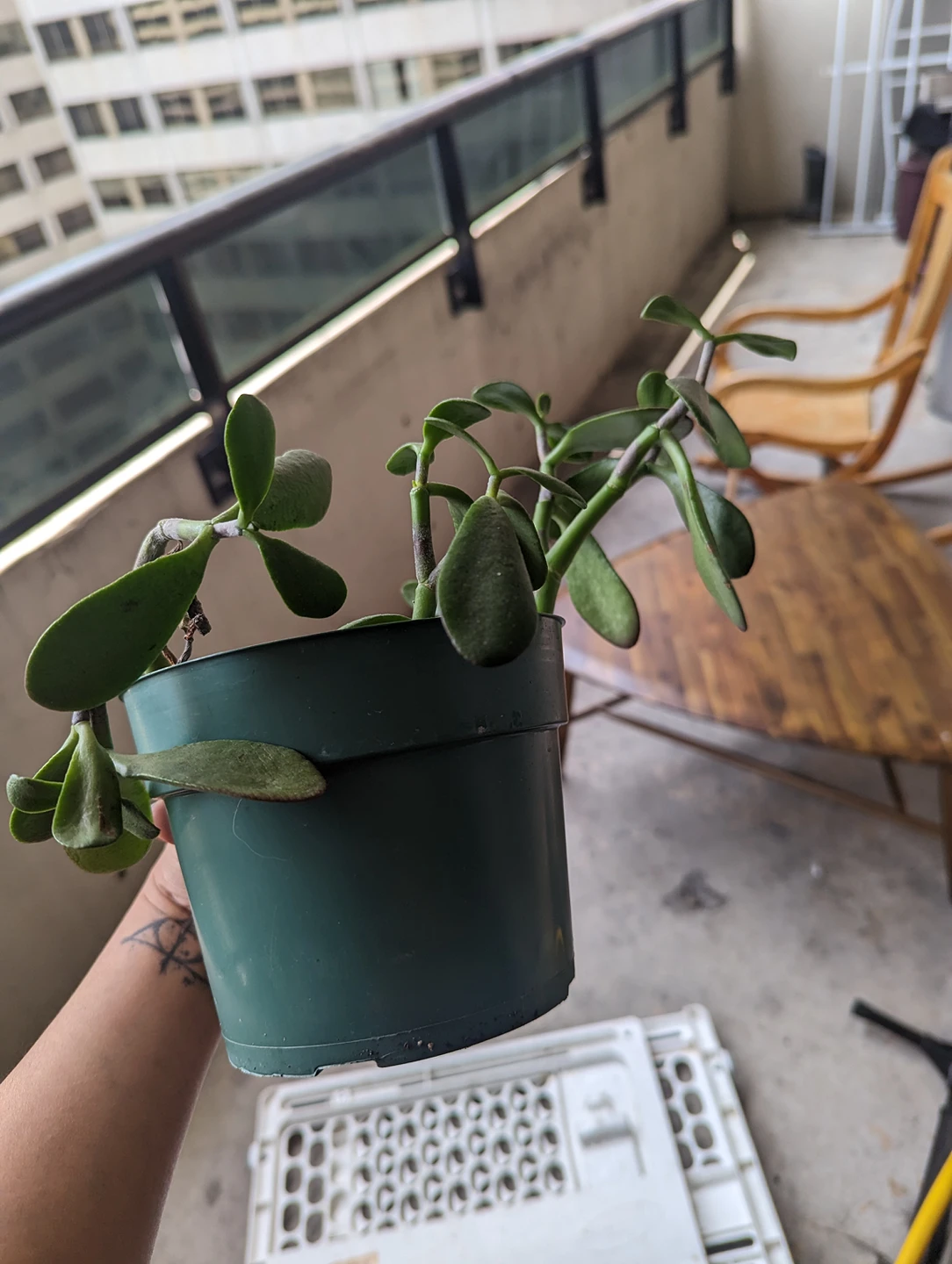 jade plant - photo 2
