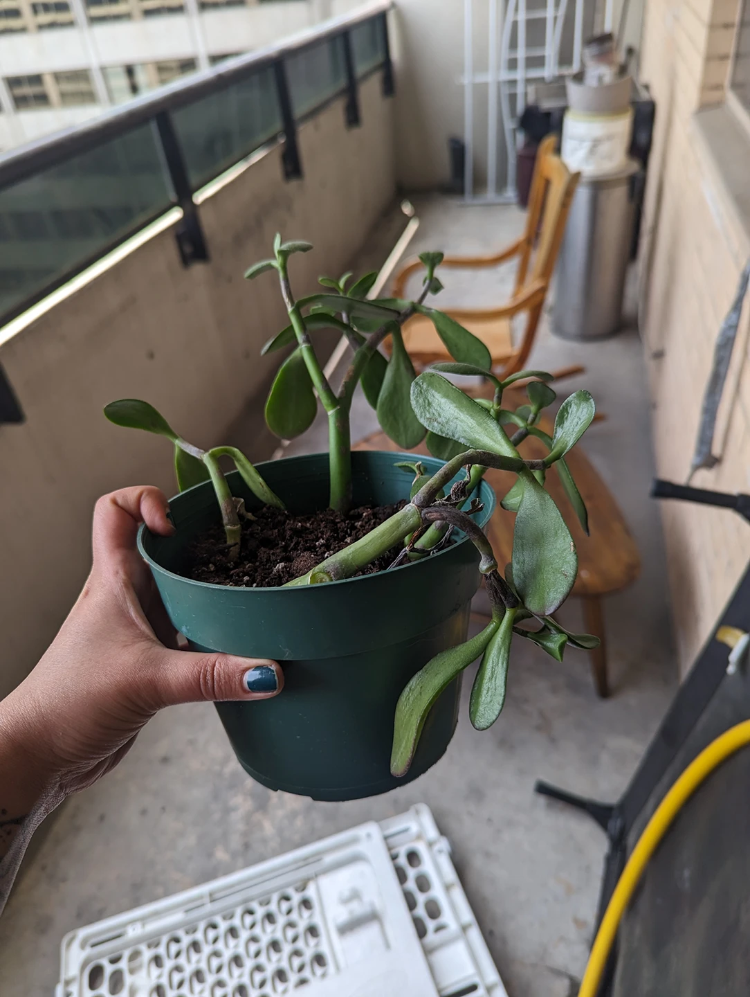 jade plant - photo 3