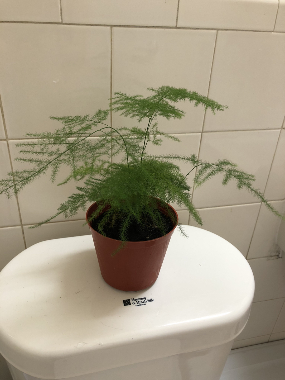 Asparagus Fern thumbnail