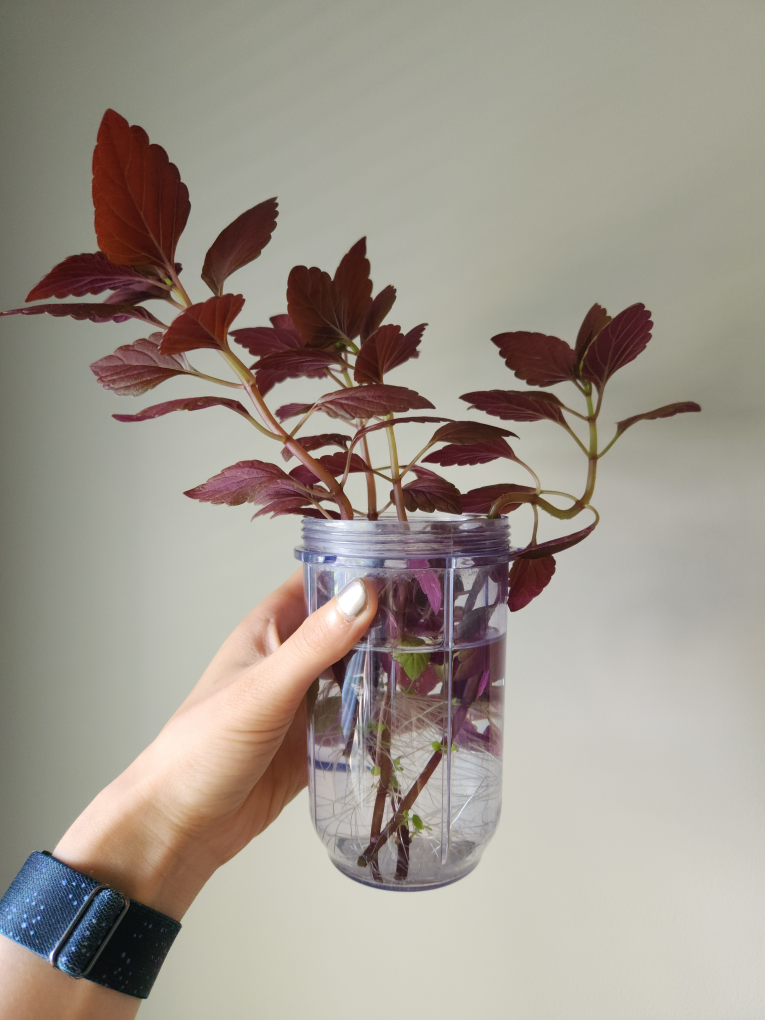 Coleus plant cuttings 