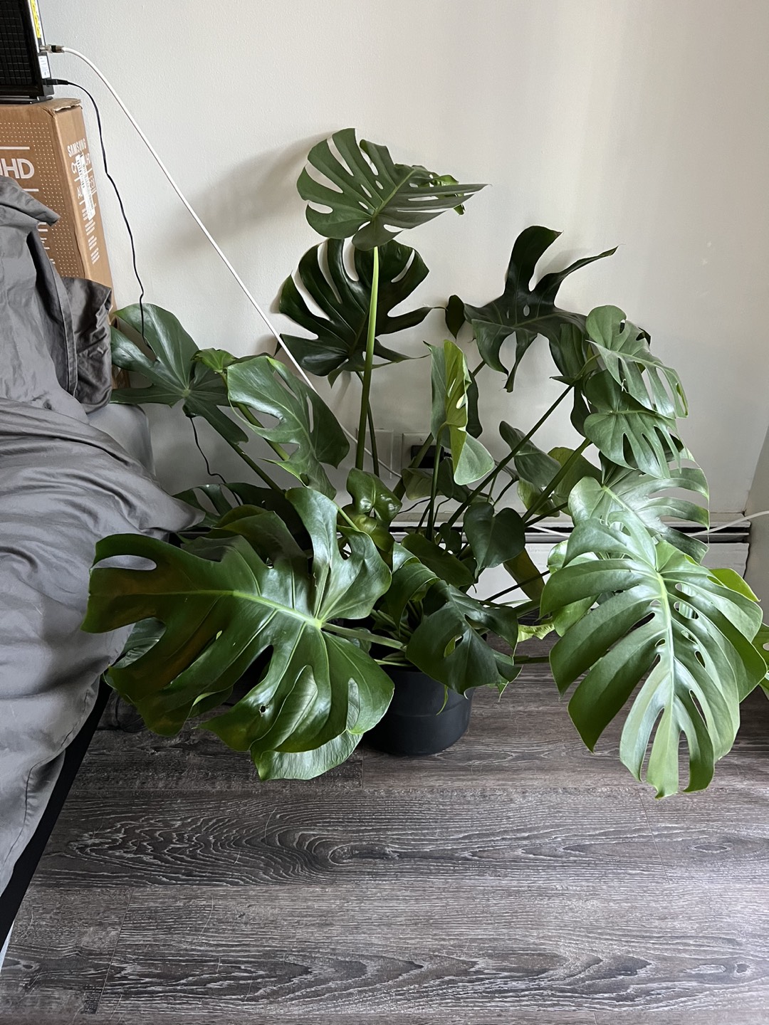 Plant - photo 2