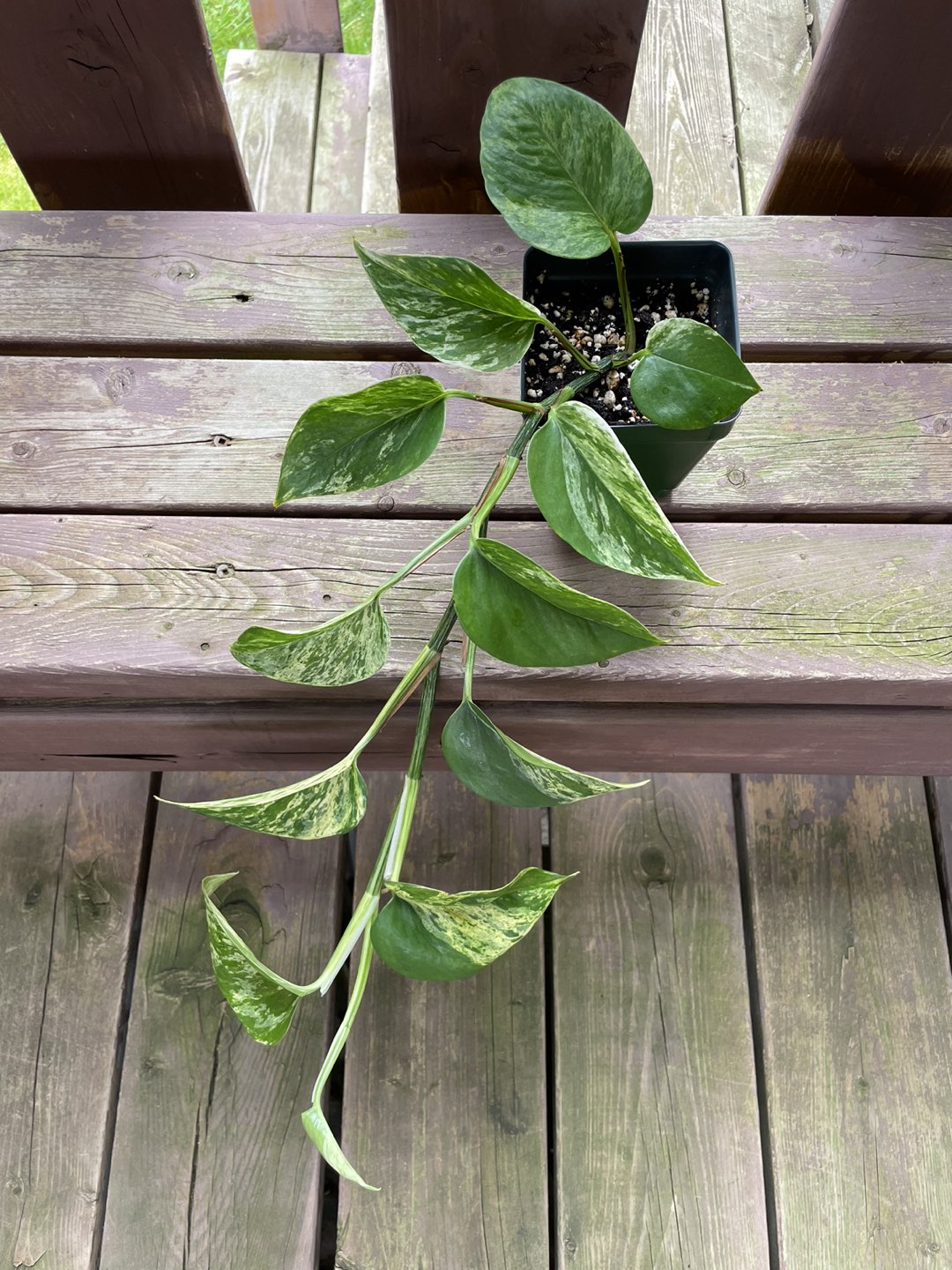 Golden Pothos Plant