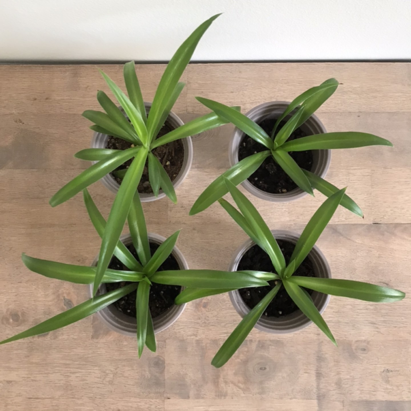 Spider plants $4 each / 2 for $7 thumbnail