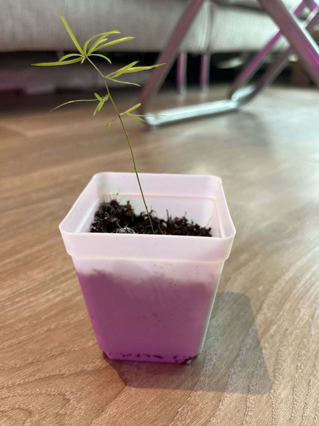 Asparagus fern seedling