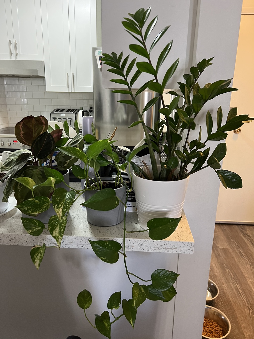 Plants (3 plants)