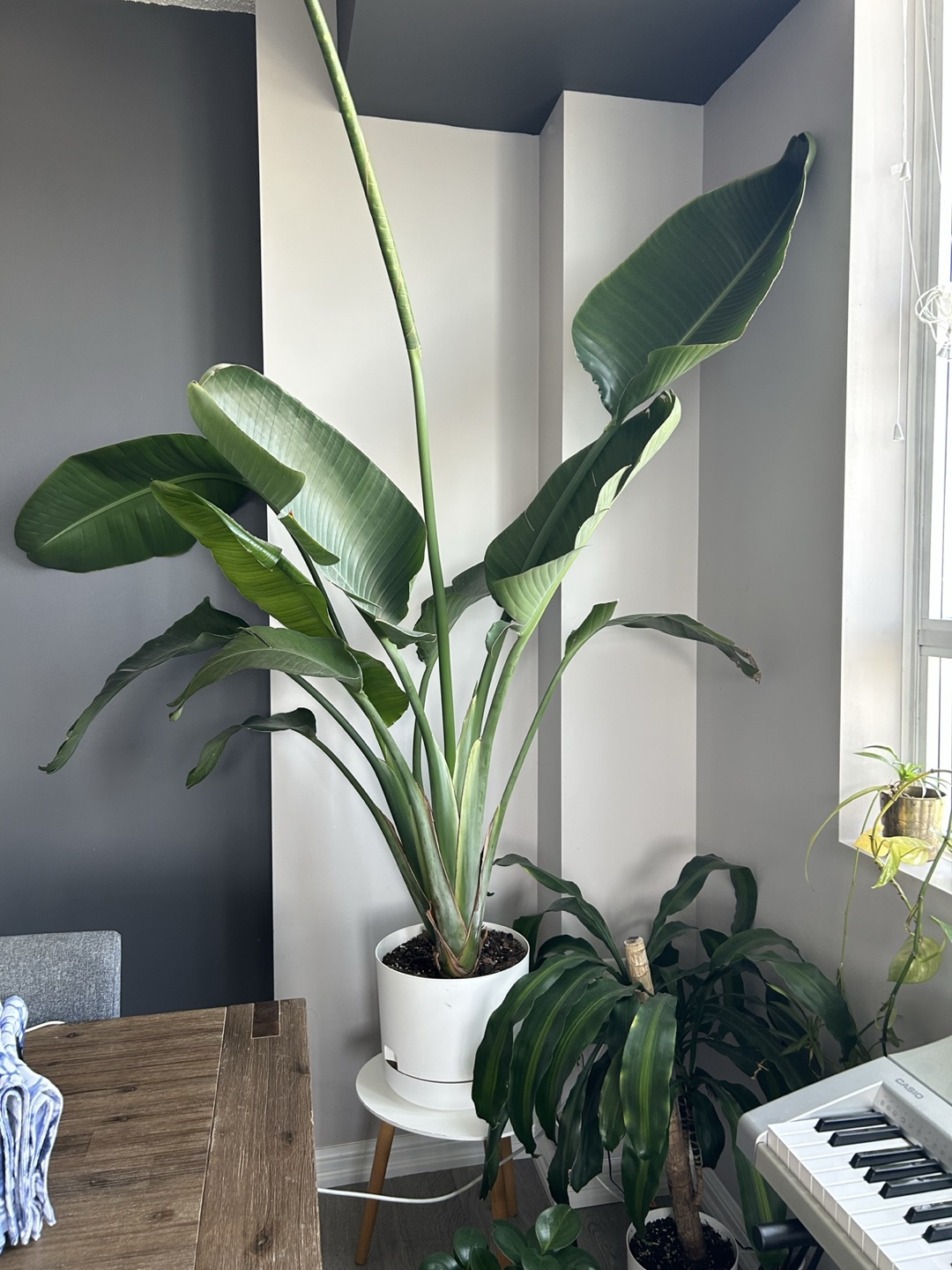 Bird of paradise palm plant thumbnail