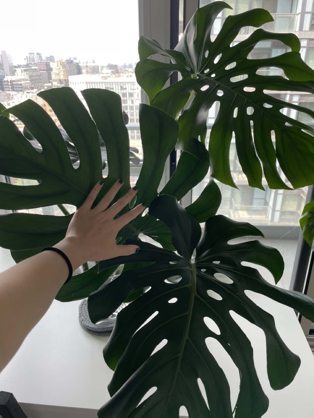Huge Monstera deliciosa stems thumbnail