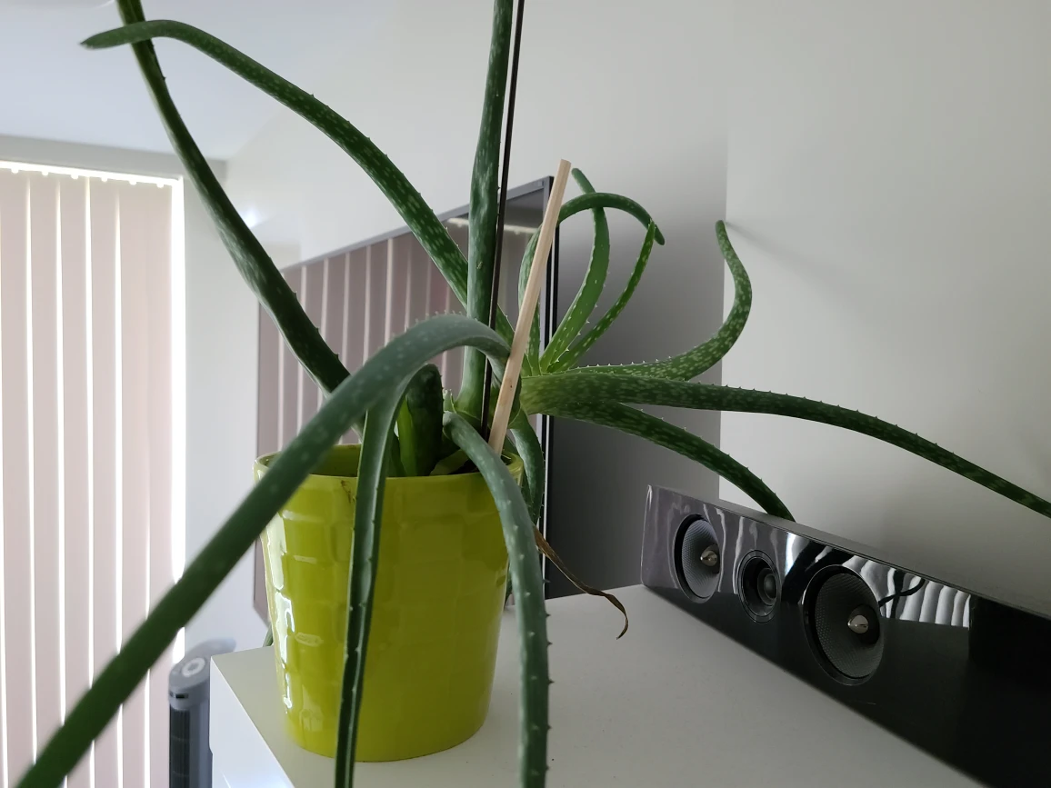 Free Aloe Plant with Pot
