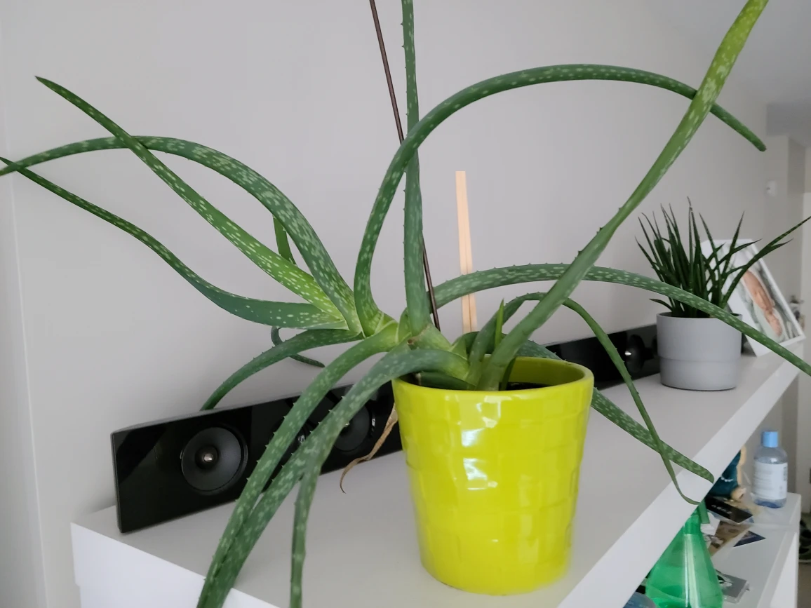 Free Aloe Plant with Pot - photo 2