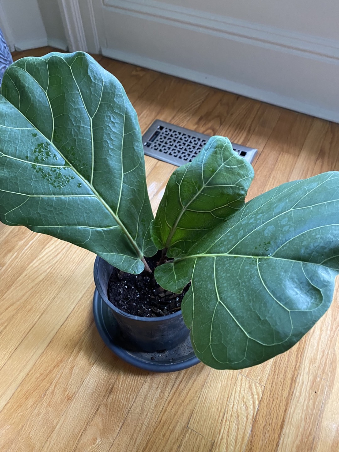 Fiddle Leaf Fig Large leaves - photo 3