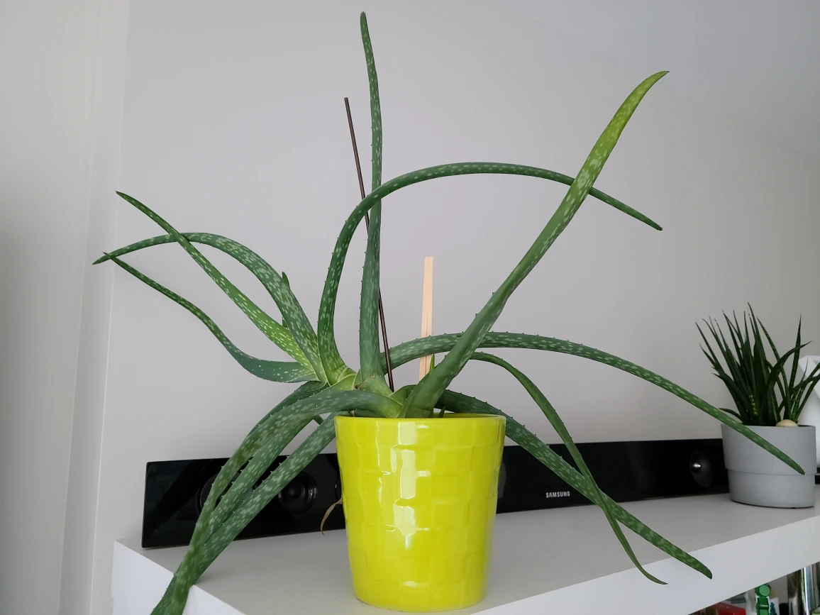 Free Aloe Plant with Pot - photo 3