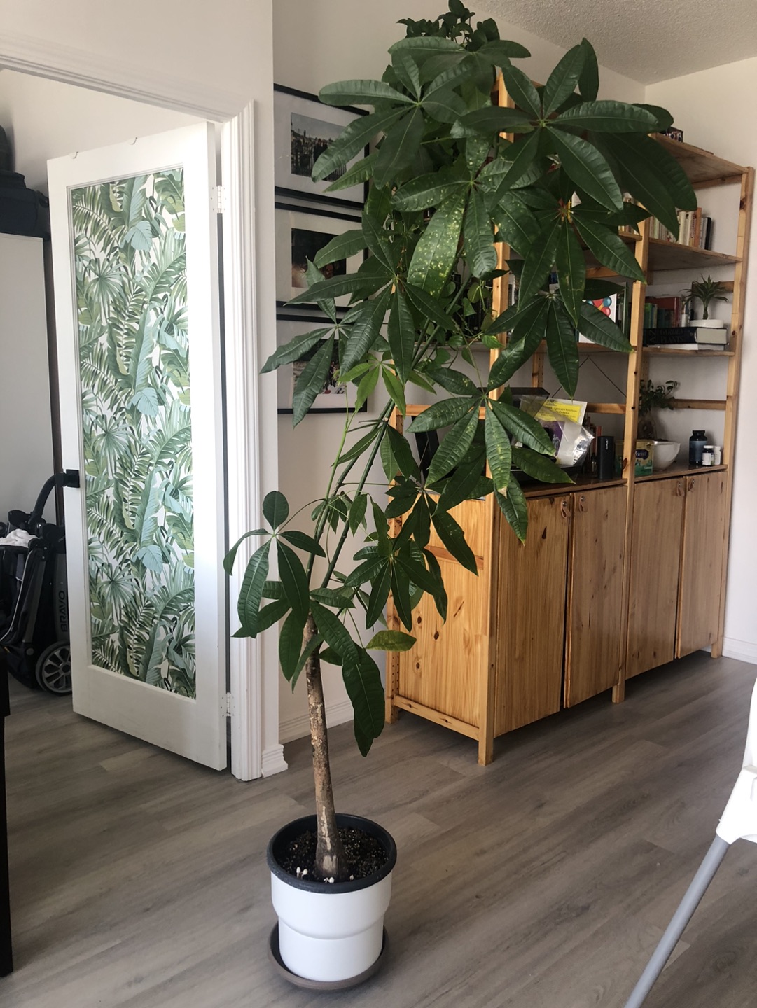 Big Money Plant with new growth - Indoor thumbnail