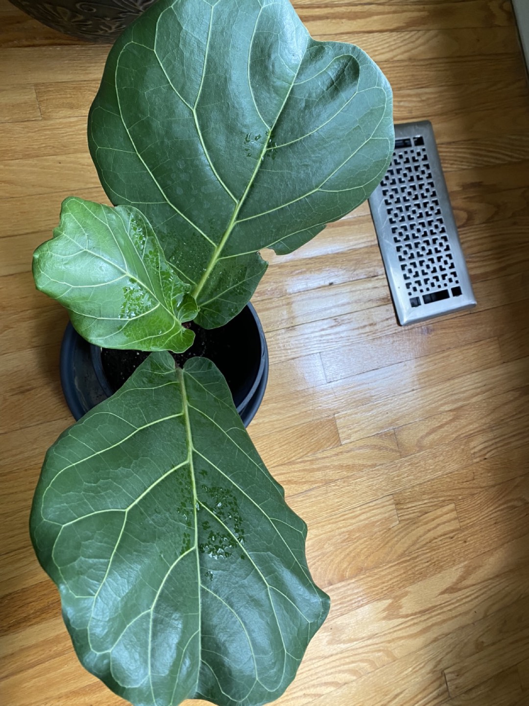 Fiddle Leaf Fig Large leaves - photo 4
