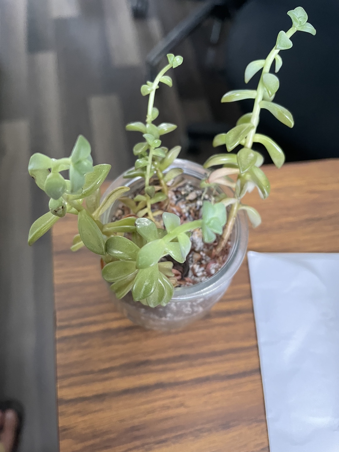 Cute succulent I 🌱 🥕 - photo 2