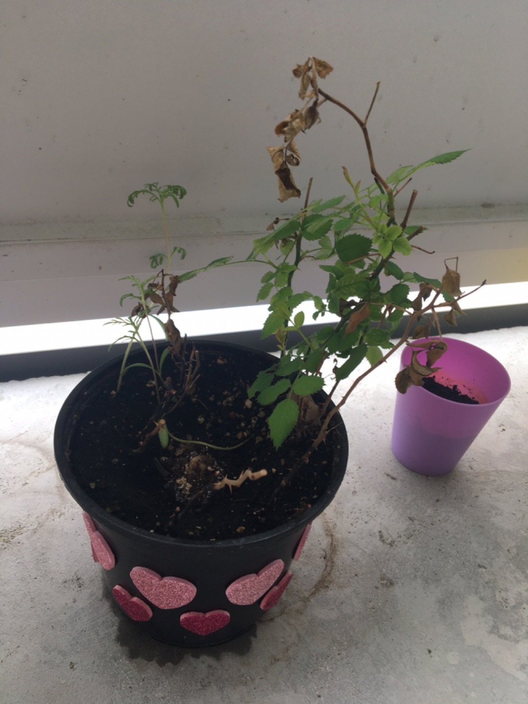 Rose plant with three more flowers plant growing soon
