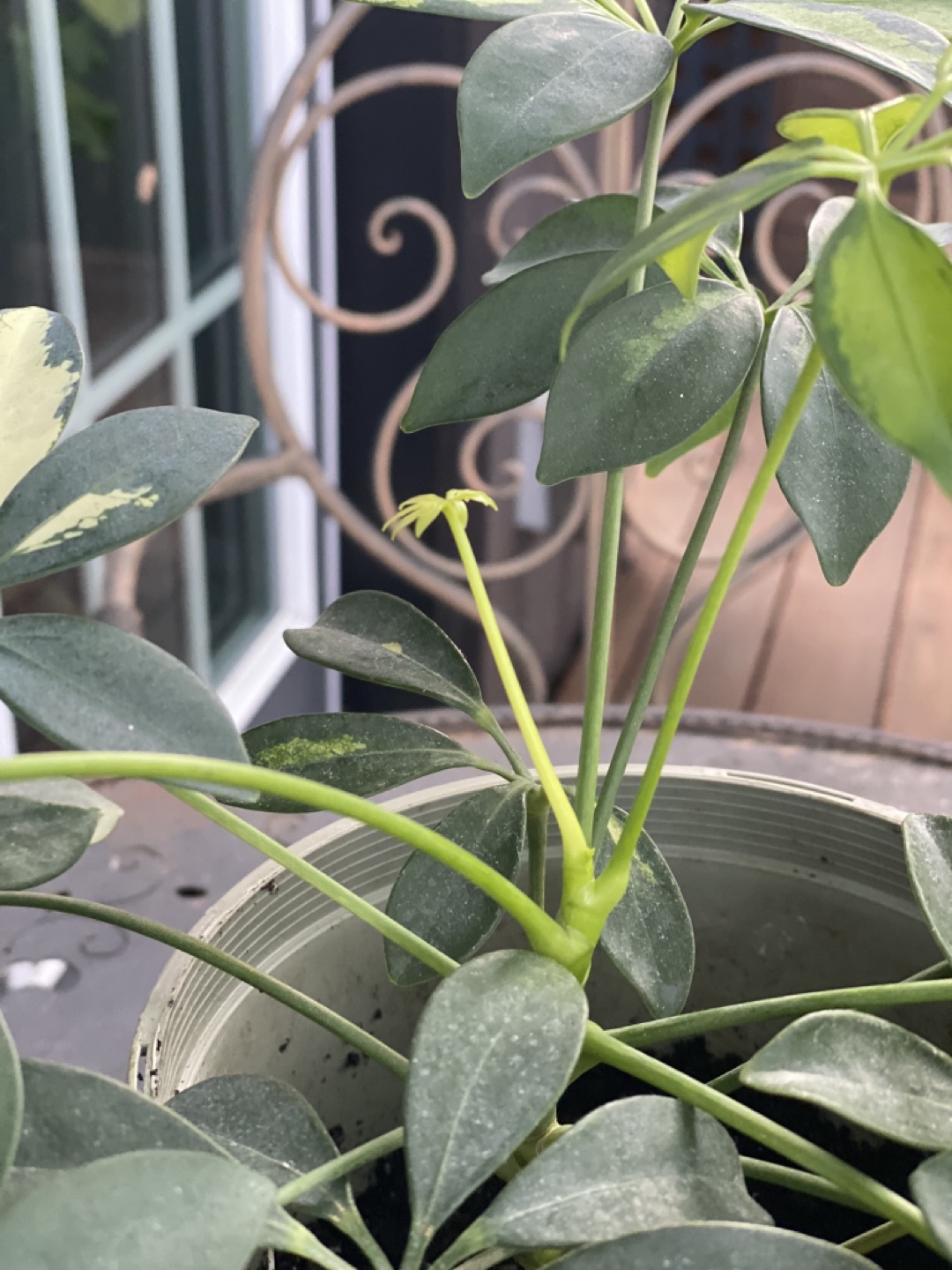 Variegated Schefflera (umbrella) plant - photo 3